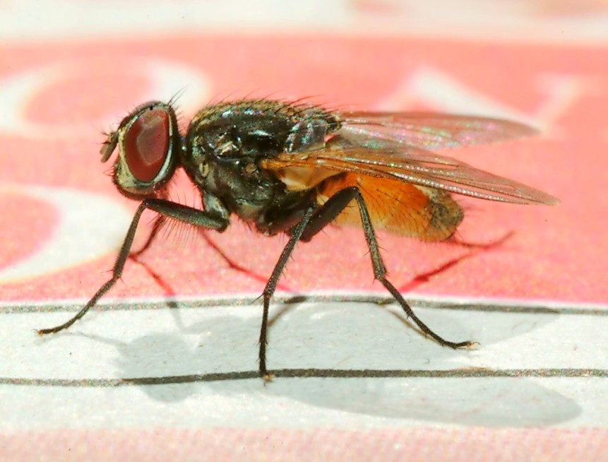 Immagini di archivio